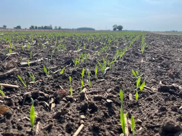 New corn emerging through residue-covered soil