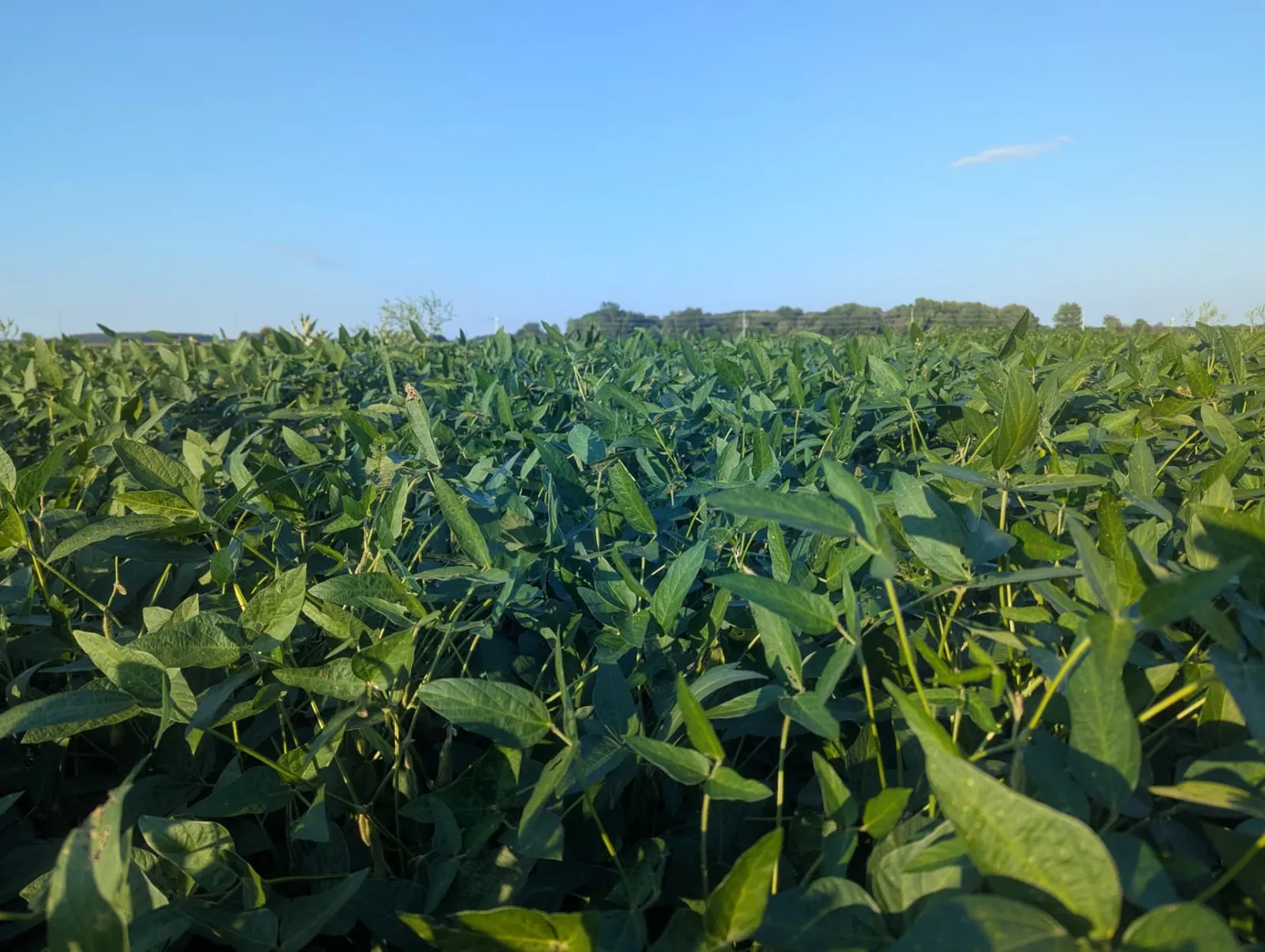 Dense soybean canopy in a Michigan field