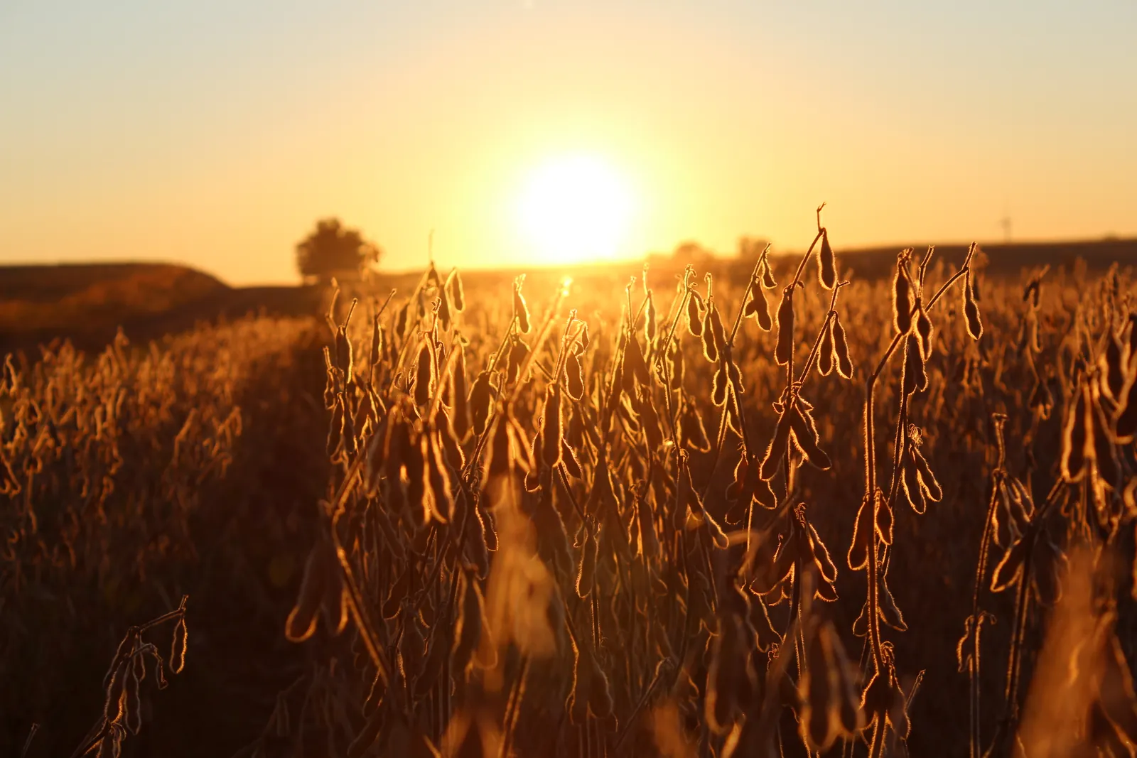Golden evening light illuminating mature soybean pods in a field